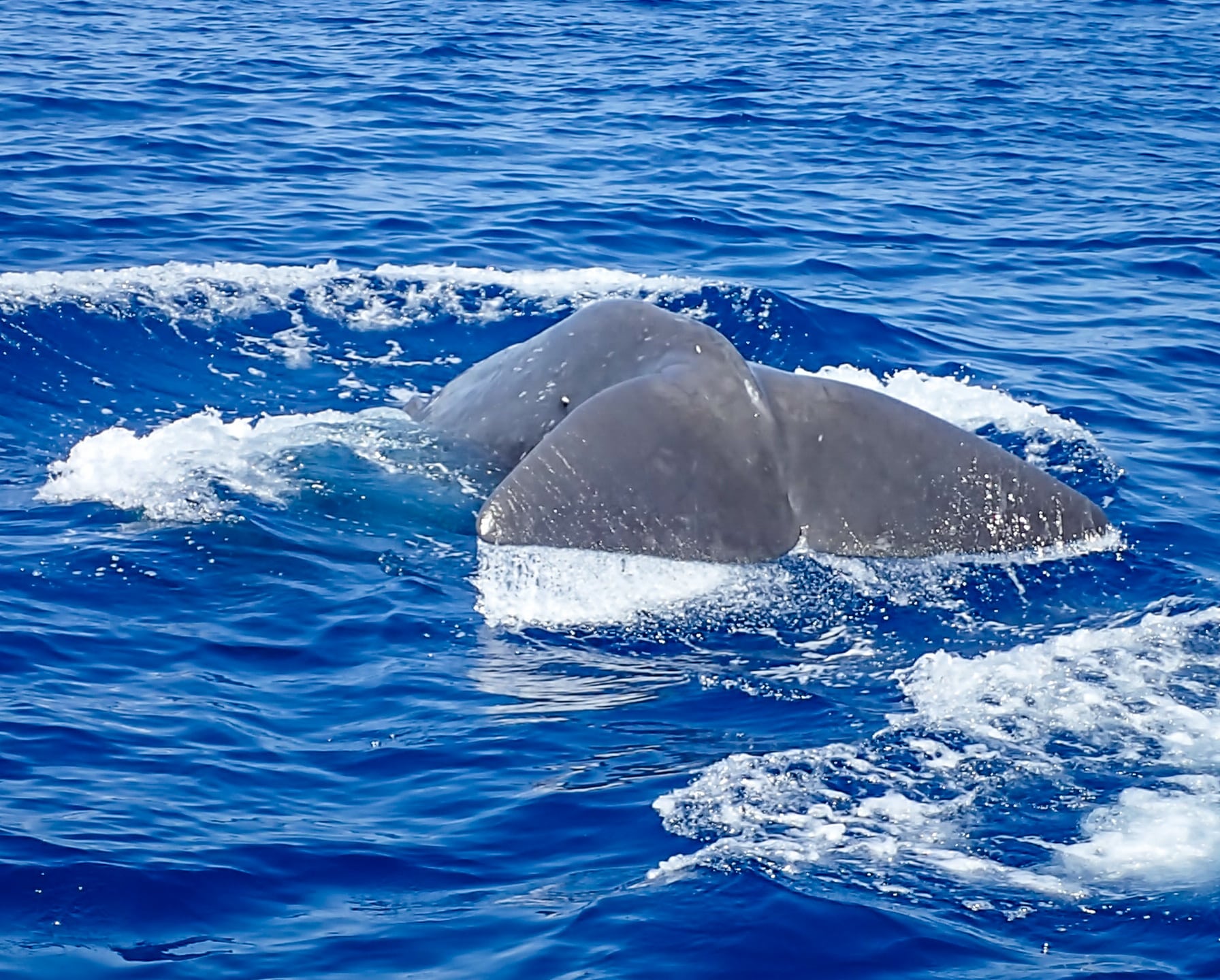 What it seems like when fin whales feed on the floor of the ocean (Video)