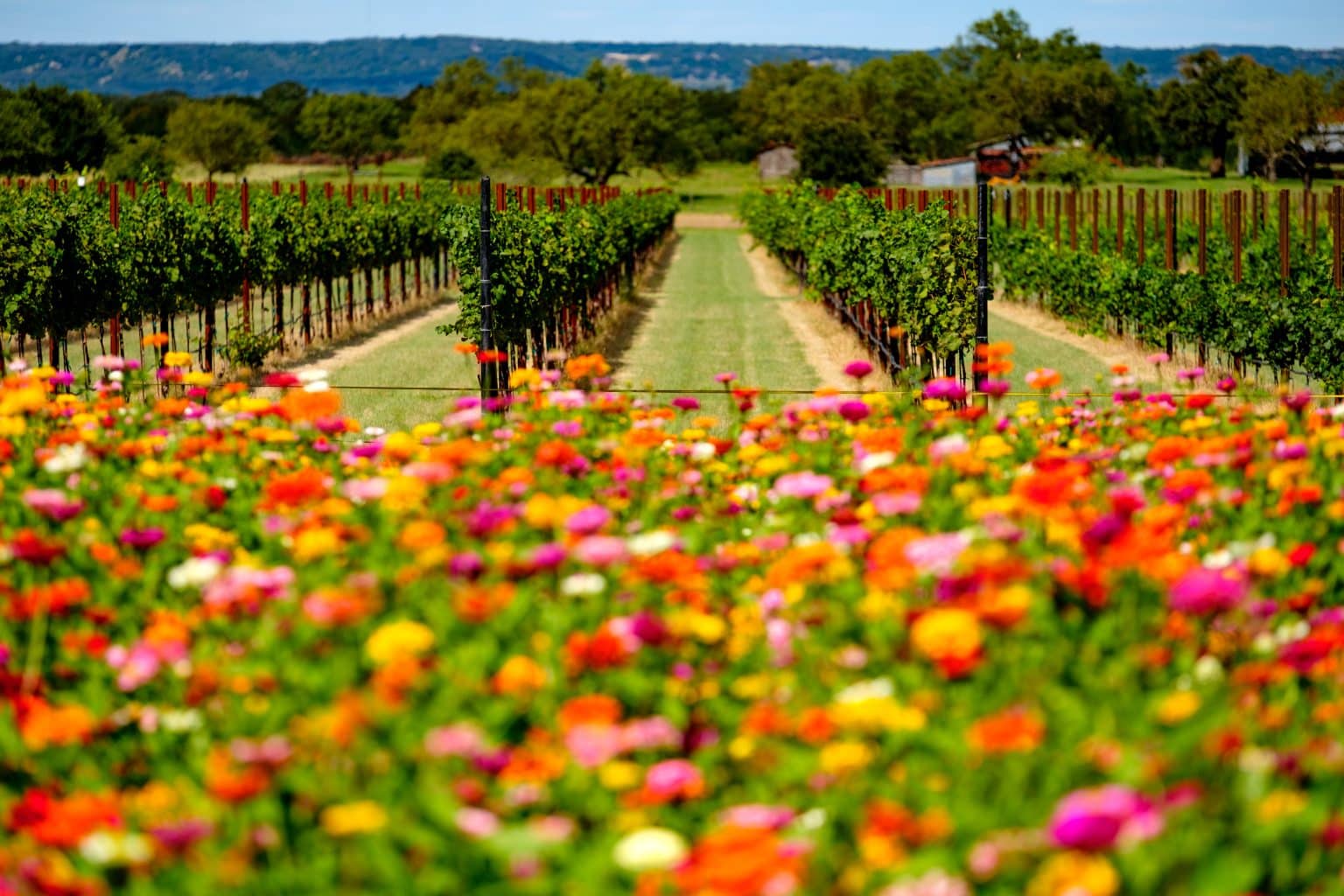 A Information to Texas Hill Nation Wineries